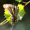 Zebra Swallowtail Butterfly