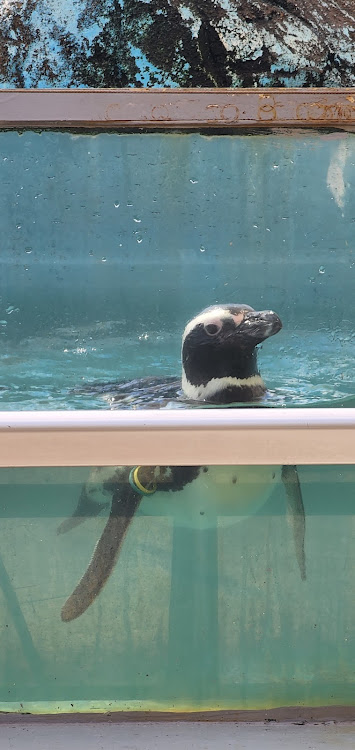 hiakiさんが投稿した新潟・水族館に関するカスタム事例の投稿画像1枚目