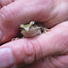 Common frog