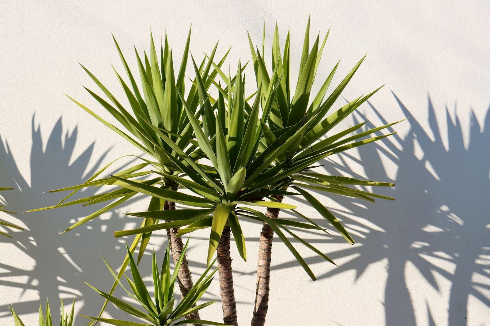 Gölgesi Duvara Vuran Dracena Marginata