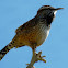 Cactus Wren