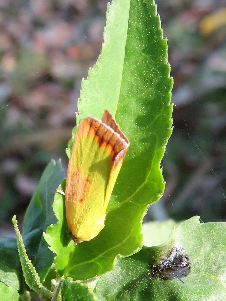 Cupreous Bollworm Moth