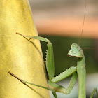 Chinese mantis