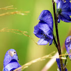 Monkshood