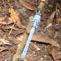 Eastern Pondhawk (male)