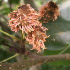 Cedar-Quince Rust