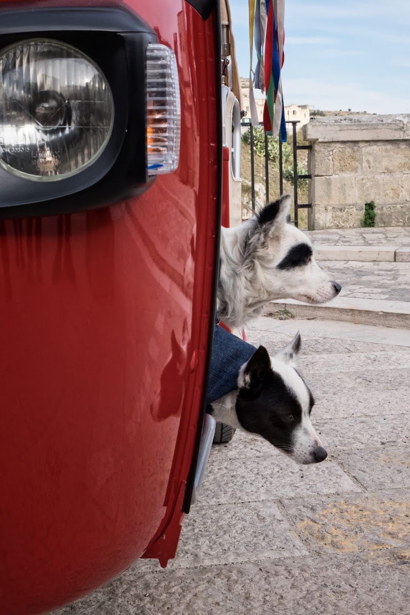 Due cani e un Ape di Miki Sarace