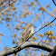 Great Crested Flycatcher