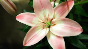 Lilies in Bloom thumbnail