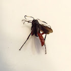 Large Ichneumon