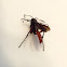 Large Ichneumon