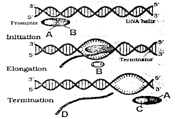 Transcription: Synthesis of RNA