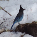 Steller's Jay