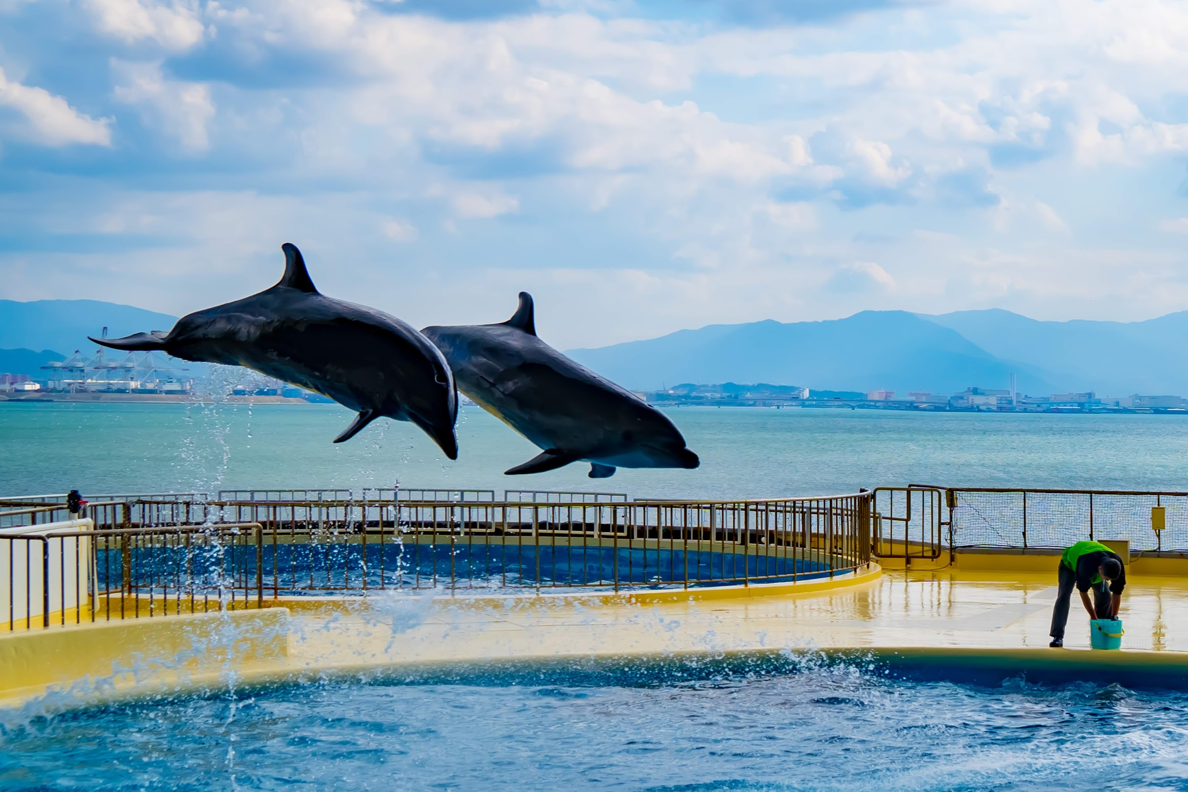 Marine World Uminonakamichi dolphin