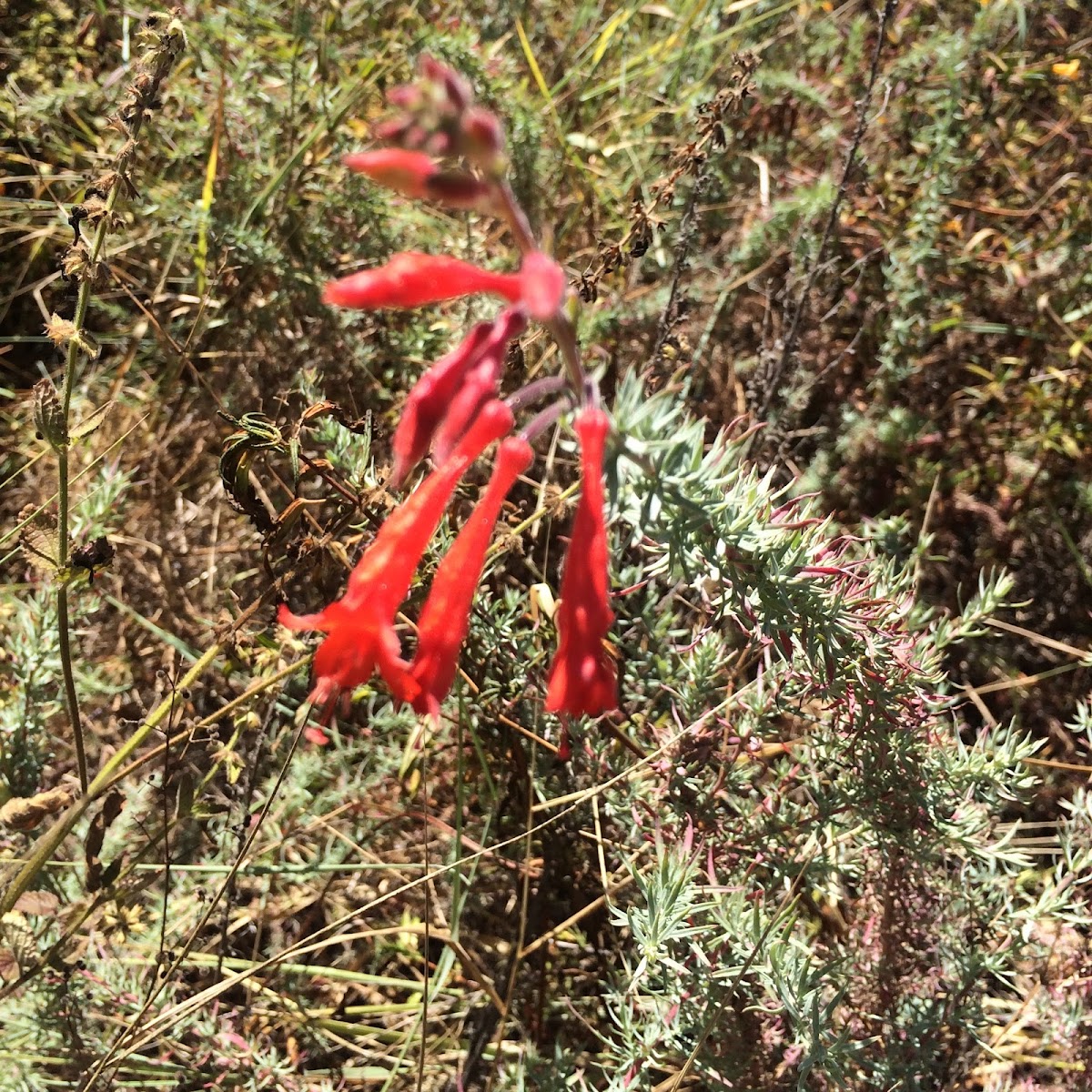 California Fuschia