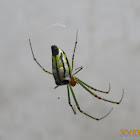 Long-jawed Orb Weaver