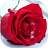 Love Flowers & Roses Gif icon