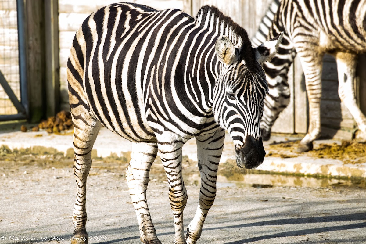 Chapman's Zebra