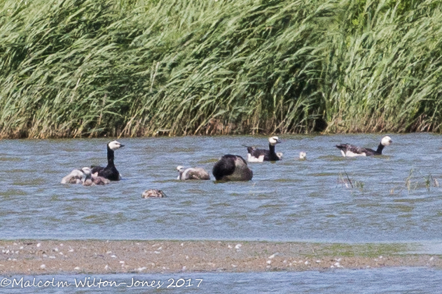 Barnacle Goose