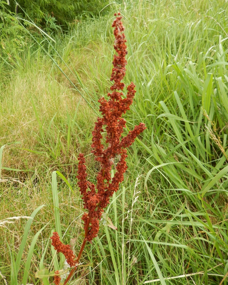 Curly Dock