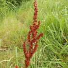 Curly Dock