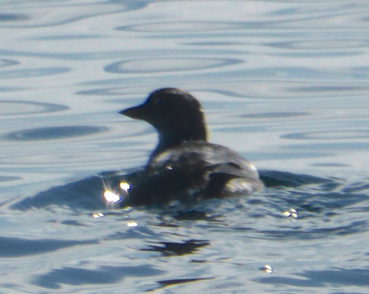 Cassin's Auklet