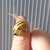 Garden Snail