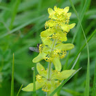 Crosswort