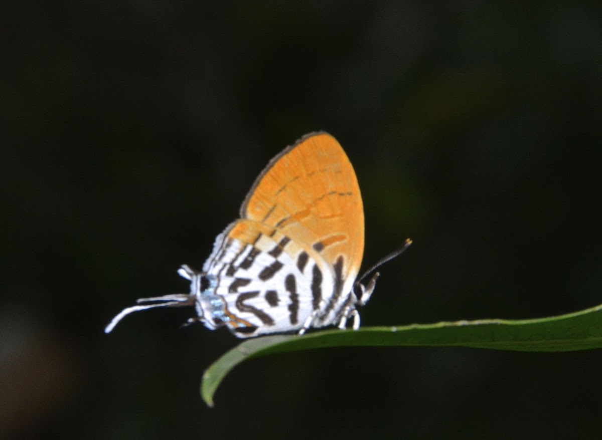 Common Posy Butterfly