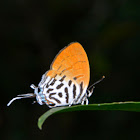 Common Posy Butterfly