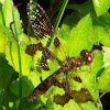 Eastern Amberwing female