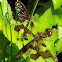 Eastern Amberwing female