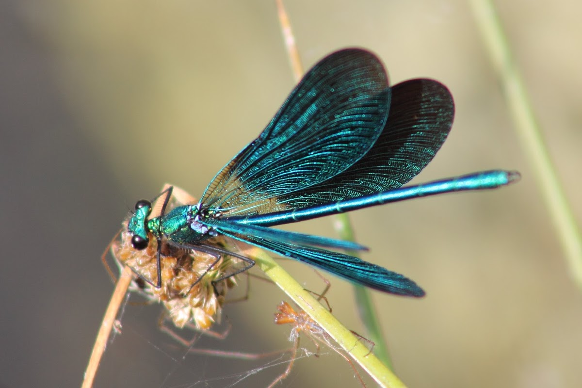 Libelinha Diabo Azul