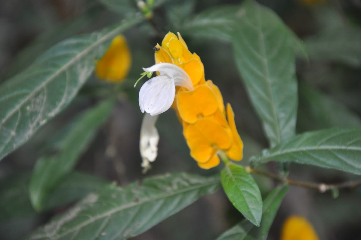 Goldn shrimp plant