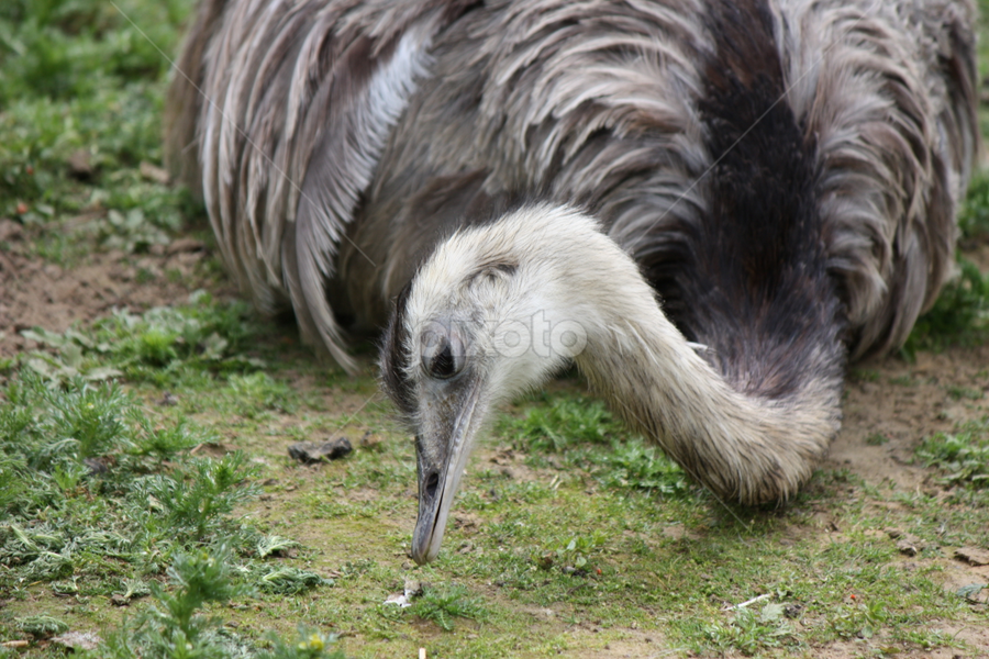 Emu Eating by Mark Kennedy - Animals Birds