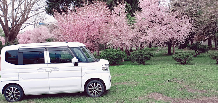 スペーシアの桜コラボ🌸・5月もよろしくお願いします・ドライブに関するカスタム事例の投稿画像4枚目
