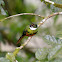 Rufous-tailed Jacamar