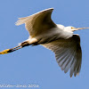 Little Egret