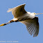 Little Egret