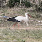 White Stork; Cigüeña Blanca