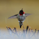 Ruby-throated Hummingbird