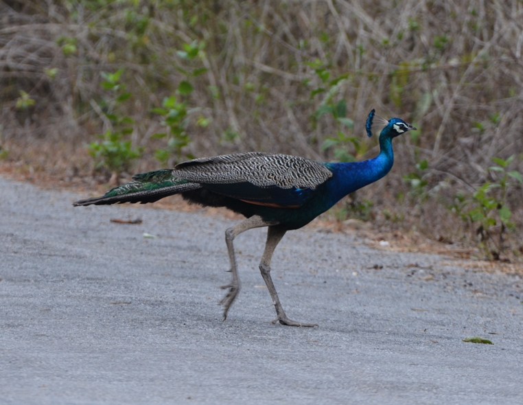 Indian Peafowl