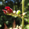 Shoreline figwort