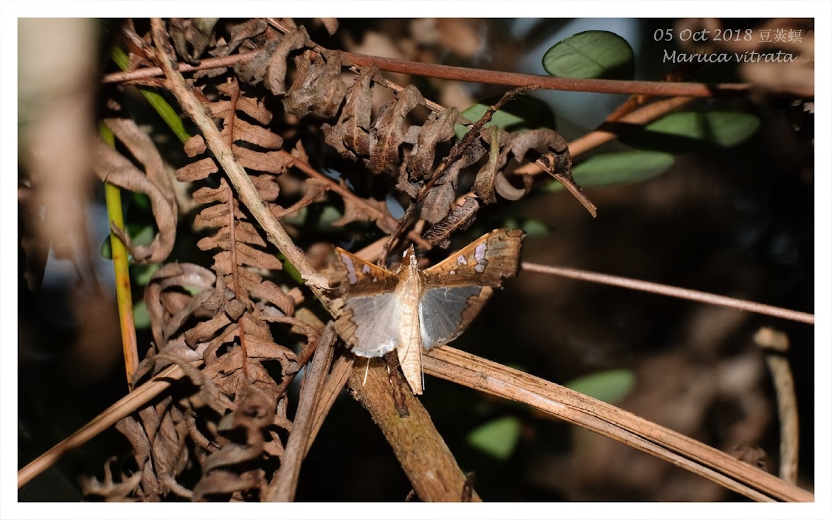 Maruca vitrata 豆莢螟