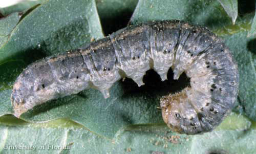 Black Cutworm