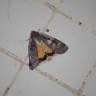 Large yellow underwing