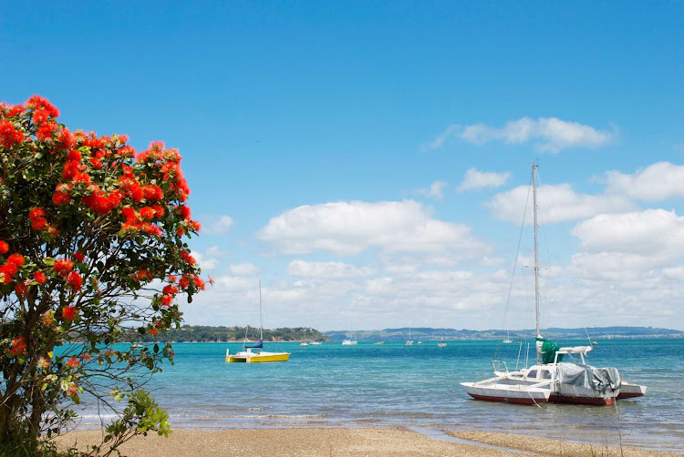 The beach at Waiheke Island in the Hauraki Gulf of New Zealand. The island is just 11 miles from Auckland and makes for an easy day trip for cruisers.