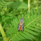 Squash Vine Borer