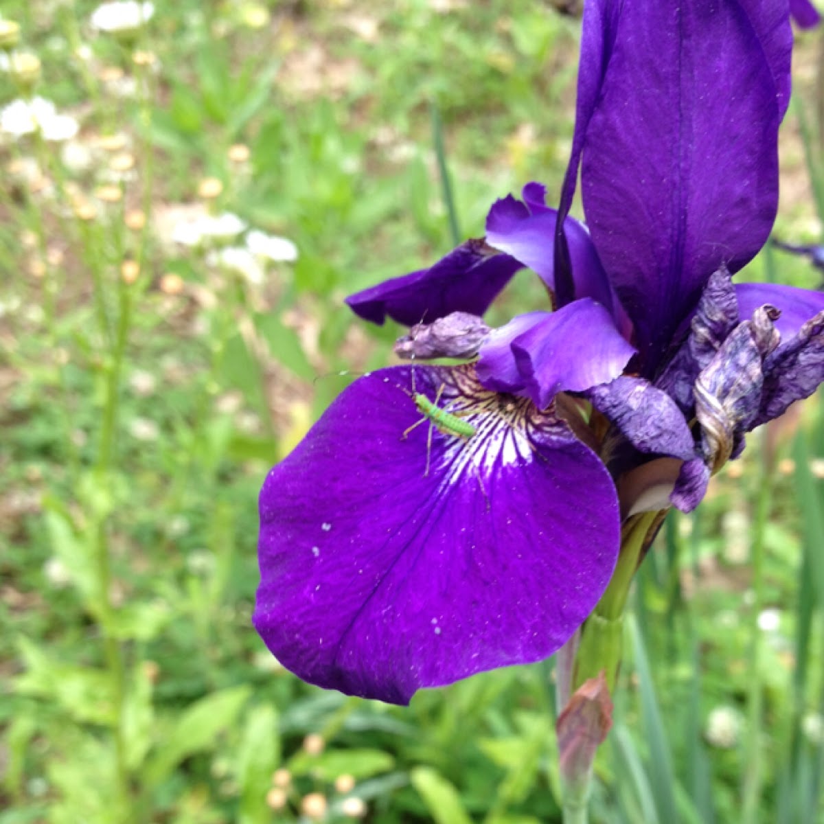 Siberian iris