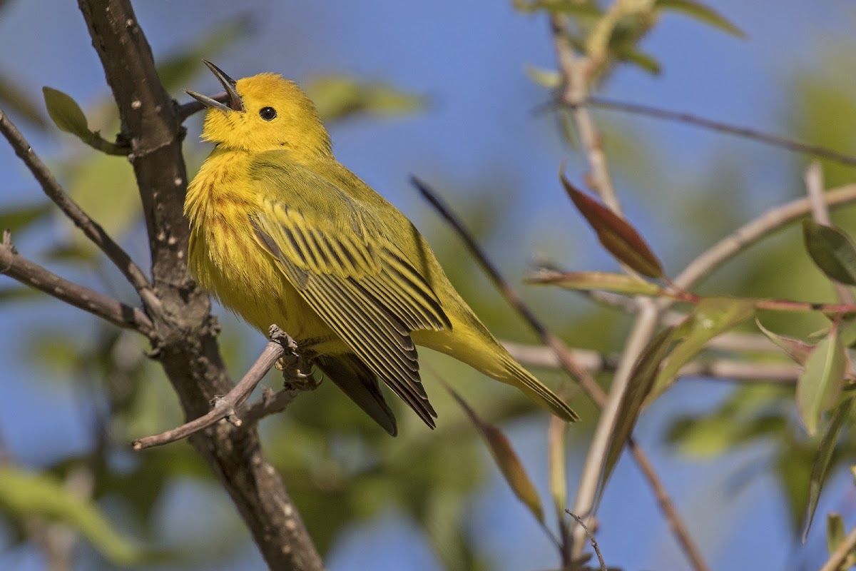 Yellow Warbler